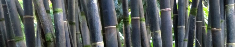 Bamboo grove